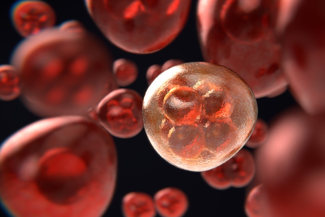 Utilisations potentielles des cellules souches embryonnaires humaines