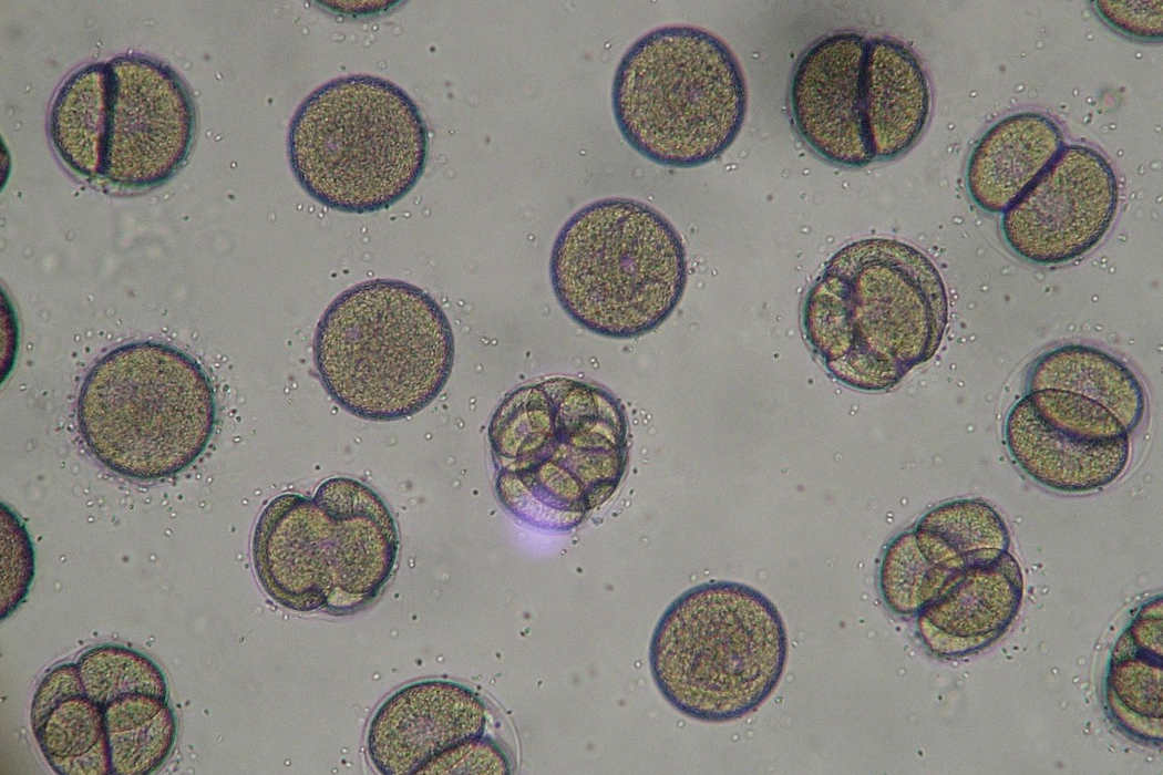 Les cellules souches embryonnaires